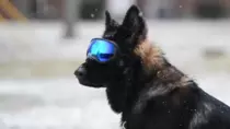 cooldog.gif
