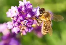 shaky.css/lavender bee.jpg