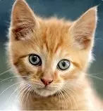 Sitio01/Imagenes/gato.jpg