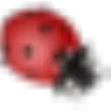 Images/Cindy/ladybug-icon.png