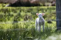 Animales/3.jpg