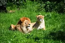 Animales/6.jpg