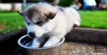 Dogs/images/tumblr_msu4r4iqua1si2p30o1_500.gif