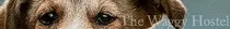 Dogs/images/waggy banner.jpg