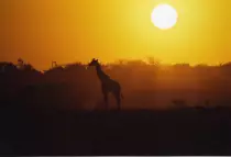 images/BestOf35mm/EtoshaGiraffe.8x12.jpg