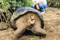images/BestOf35mm/GalapagosTortoise.8x12.jpg