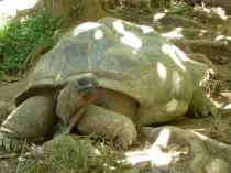 images/Seychelles/P1020448-r.jpg