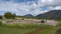 images/SouthernAfrica2016/Lesotho/P1010421-r652.50.jpg