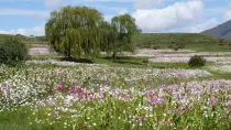 images/SouthernAfrica2016/Lesotho/P1010424-r652.50.jpg