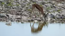 images/SouthernAfrica2016/Namibia/P1000945-r652.50.jpg