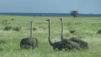 images/SouthernAfrica2016/Namibia/P1000968-r652.50.jpg
