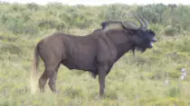 images/SouthernAfrica2016/SouthAfrica/P1010544-r652.50.jpg