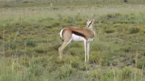 images/SouthernAfrica2016/SouthAfrica/P1010563-r652.50.jpg
