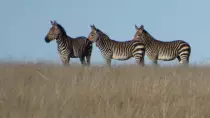 images/SouthernAfrica2016/SouthAfrica/P1010846-r652.50.jpg