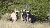 images/SouthernAfrica2016/SouthAfrica/P1010864-r652.50.jpg