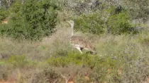 images/SouthernAfrica2016/SouthAfrica/P1010882-r652.50.jpg