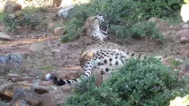 images/SouthernAfrica2016/SouthAfrica/P1010888-r652.50.jpg