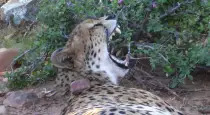 images/SouthernAfrica2016/SouthAfrica/P1010888Cropped-r652.50.jpg