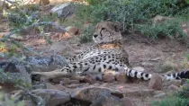 images/SouthernAfrica2016/SouthAfrica/P1010893-r652.50.jpg