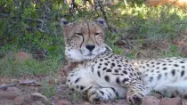 images/SouthernAfrica2016/SouthAfrica/P1010896-r652.50.jpg