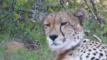 images/SouthernAfrica2016/SouthAfrica/P1010899-r652.50.jpg