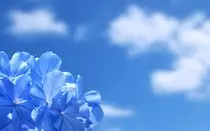 Imagenes/paisaje-flores-azules-0.jpg