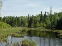 conifer1.jpg