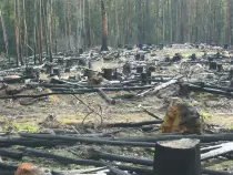 log.jpg