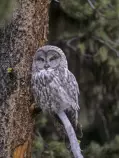 owl.jpg