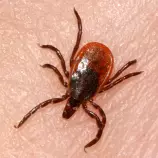 tick.jpg