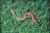 worm.jpg