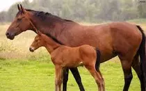 imagen/caballo.jpg