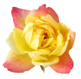 yellow-rose-transparent-isolated.png