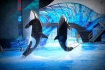 sea-world-1428530_1280.jpg