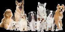 imagen_video/perro1.jpg
