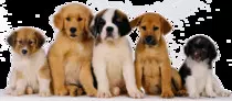 imagen_video/perro2.jpg