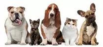 imagen_video/perro3.jpg