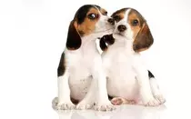 imagen_video/perro5.jpg