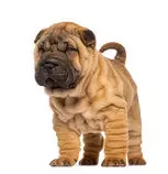 imagen_video/perro6.jpg