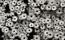 Flowers.jpg