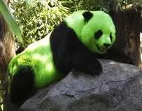 Green Panda.jpg
