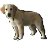nala.png
