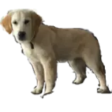 nala2.png