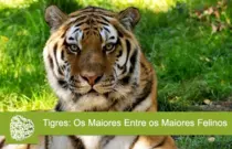 tigres-grandes-felinos-01.gif