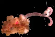 snotworm.jpg