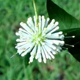 images/georgia/160820_bigcreek_buttonbush.jpg