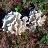 images/georgia/160820_bigcreek_cauliflower_mushroom.jpg