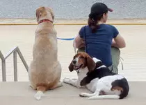 images/patches/160918_doncarter_ann_dogs.jpg