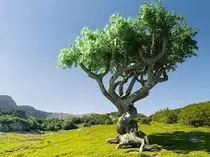 img/arbol.jpg