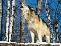 lobos/img2/alfa.jpg